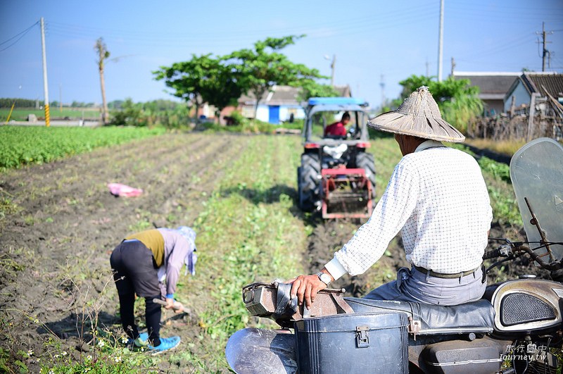 每一次低頭都是向土地致敬！體驗農人們的蕃薯精神_img_5